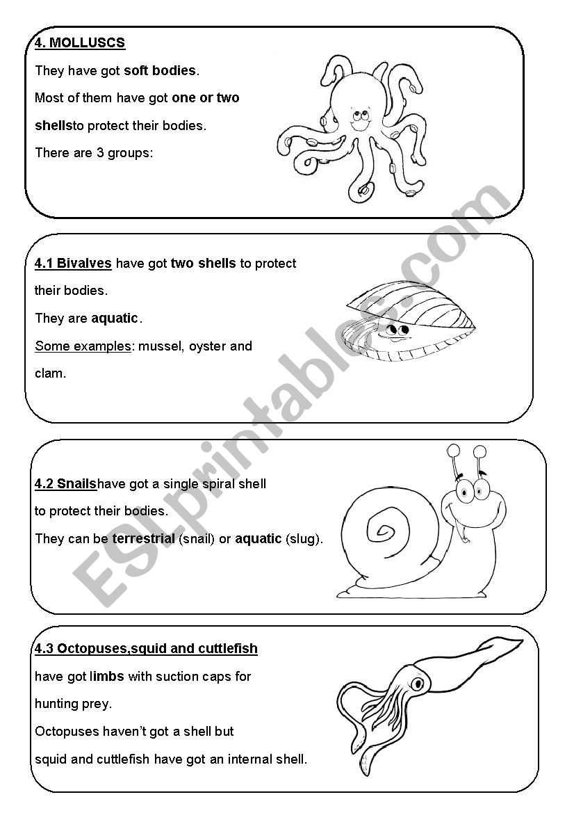 molluscs worksheet