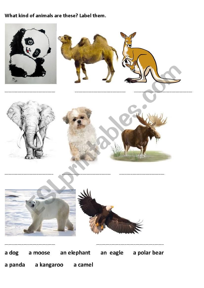 Animals and continents worksheet