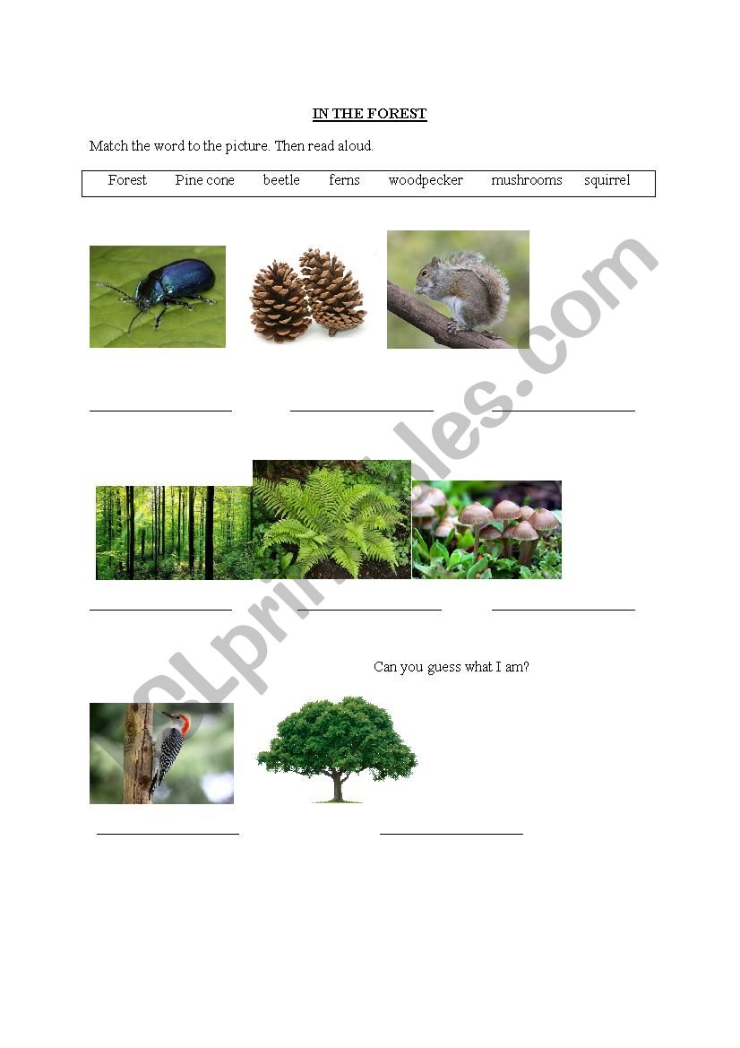 In The Forest worksheet