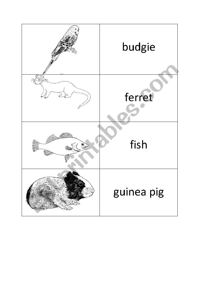 animals worksheet