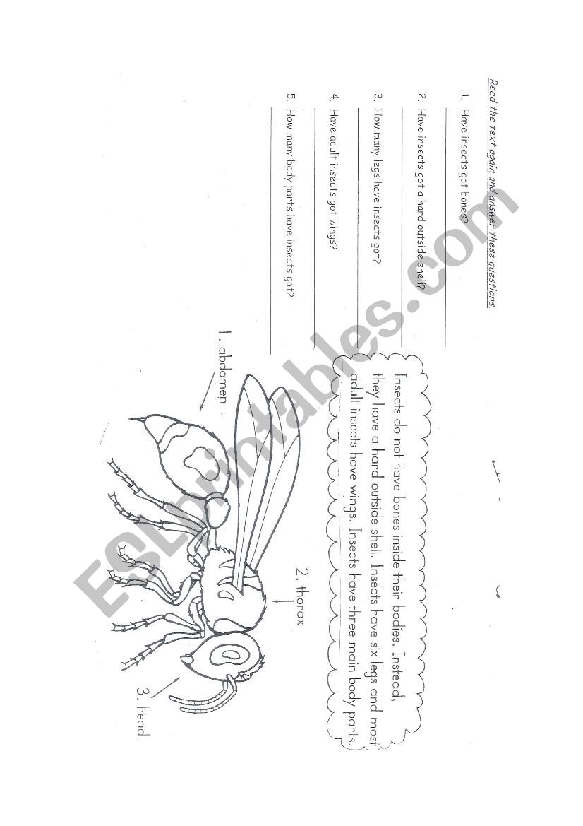 INSECTS worksheet