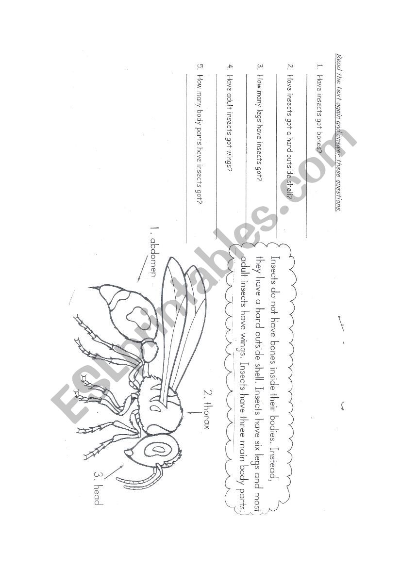 INSECTS worksheet