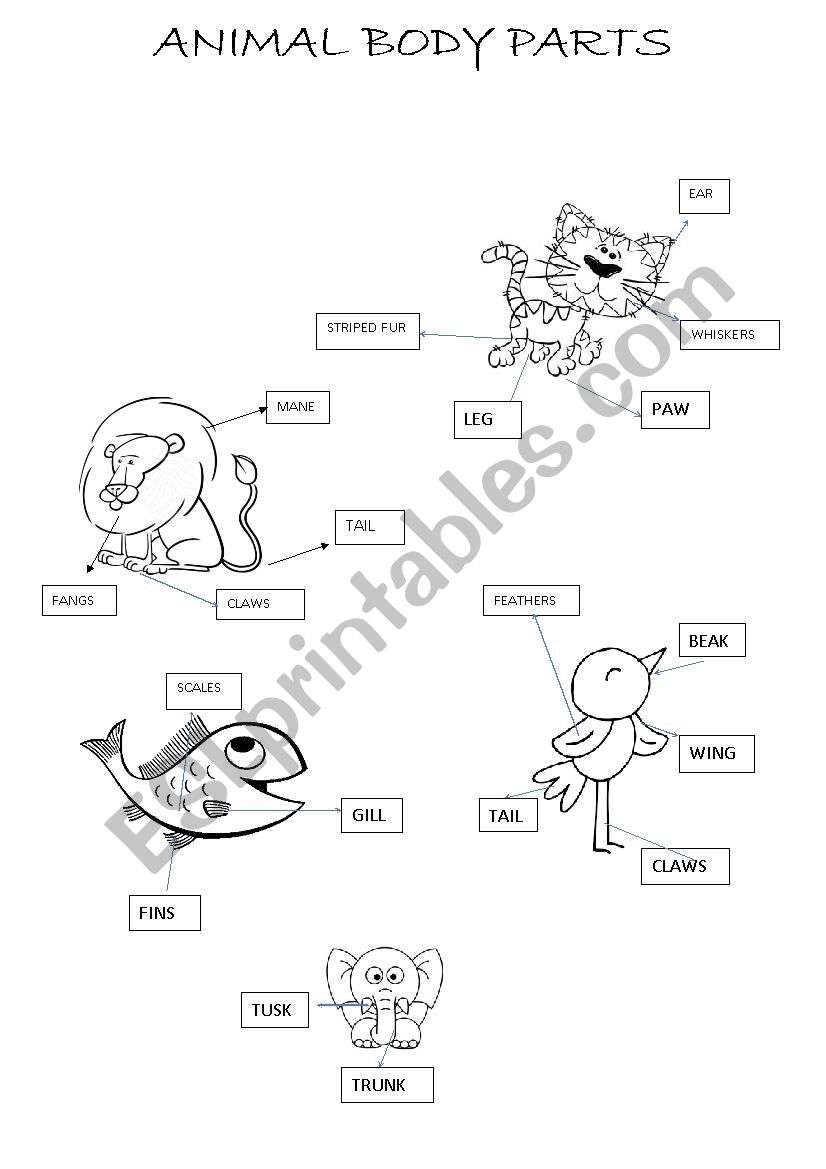 Animal body parts worksheet