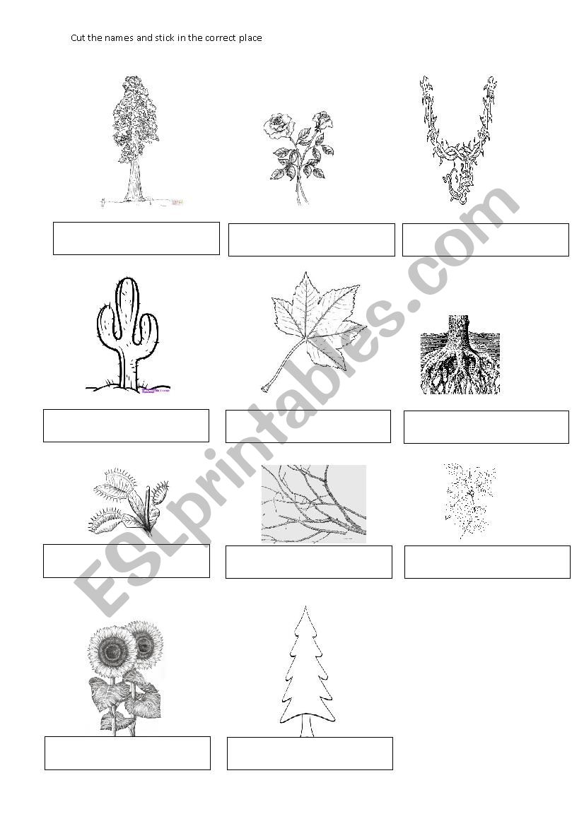 Plants and their parts worksheet