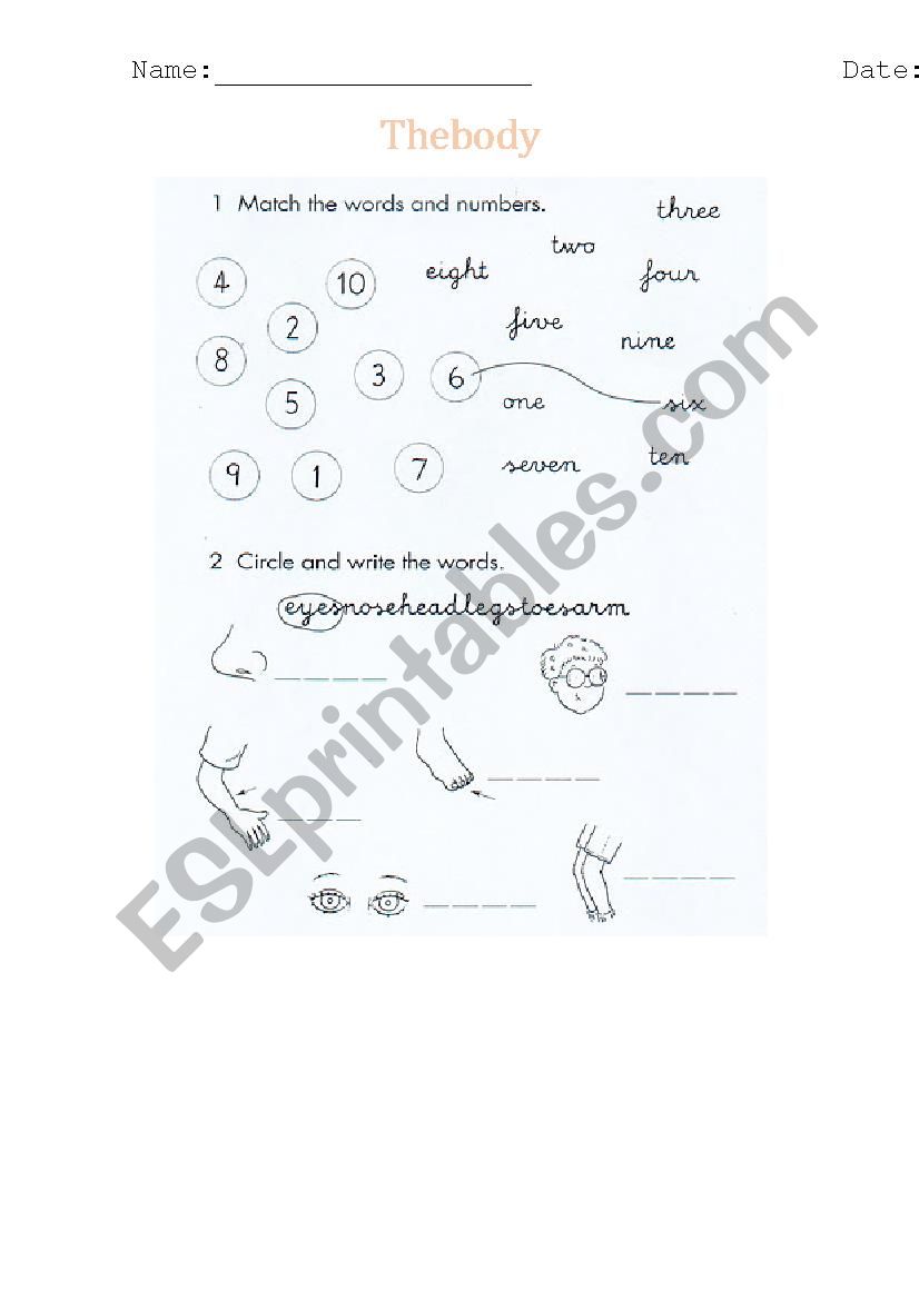 Body worksheet