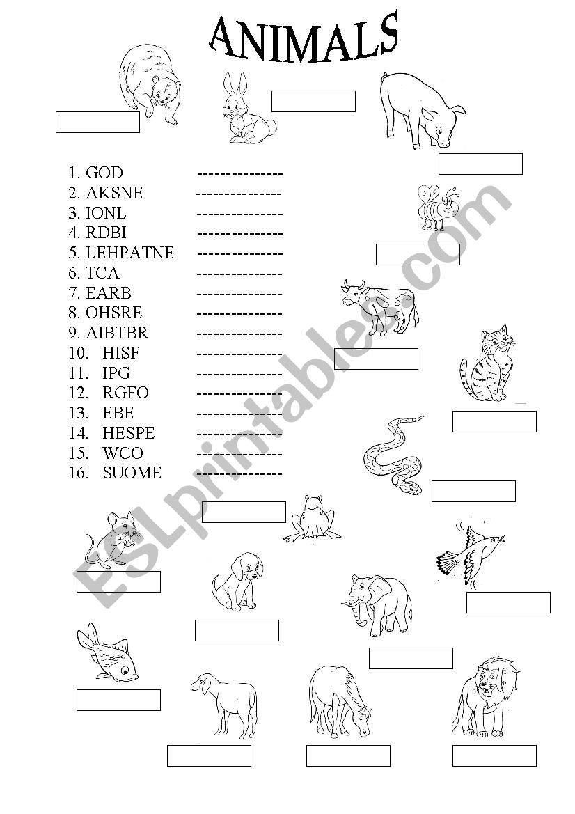 Animals worksheet