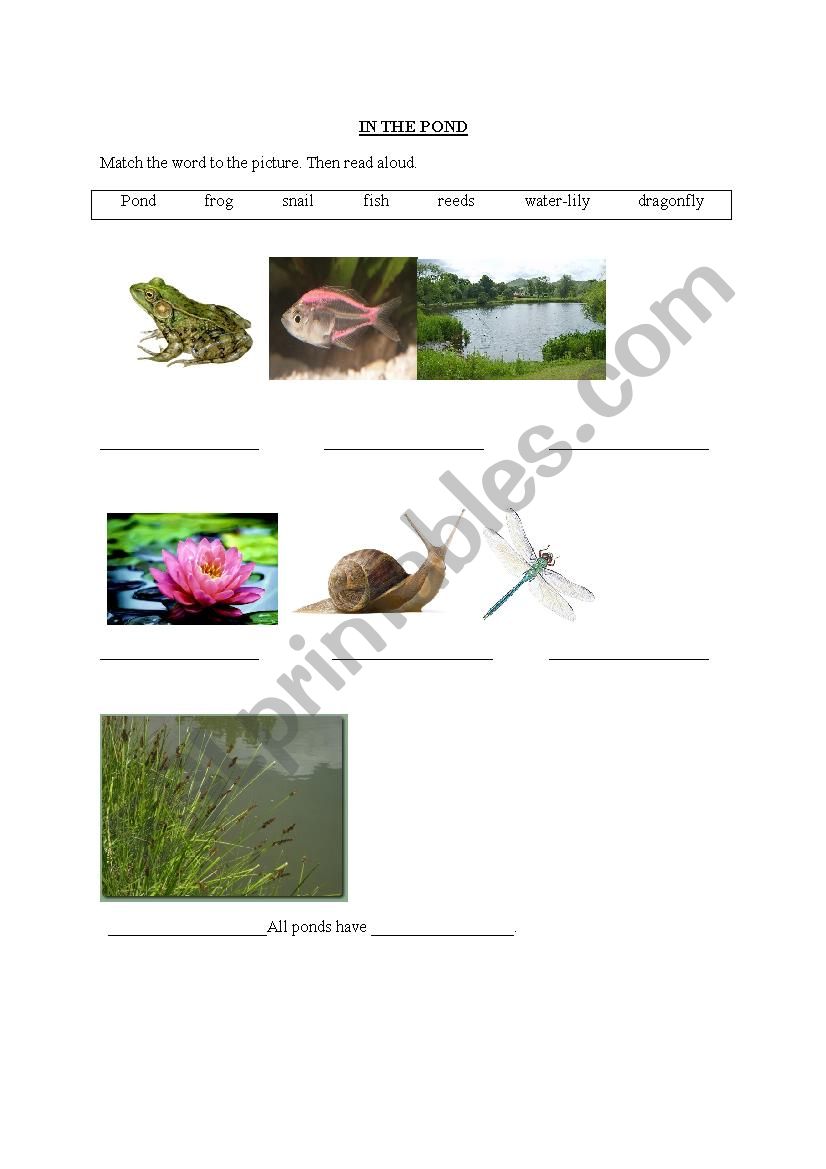 In The Pond worksheet