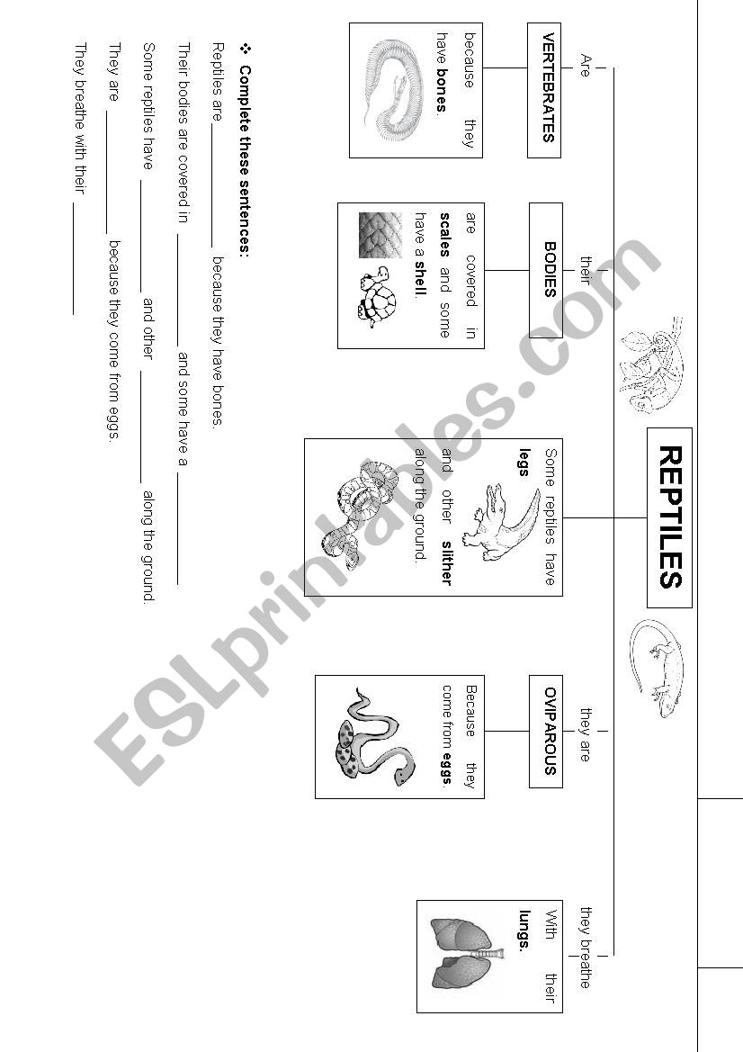 REPTILES worksheet