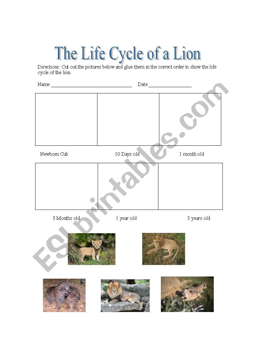 Lion Life Cycle worksheet