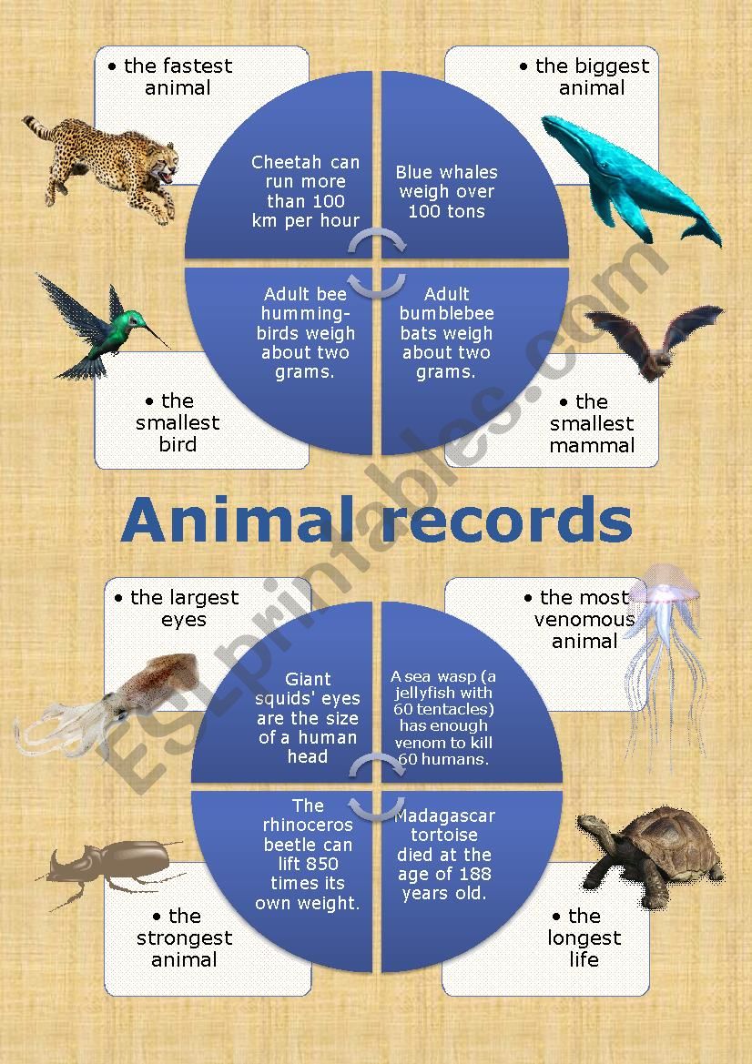 Animal Records worksheet