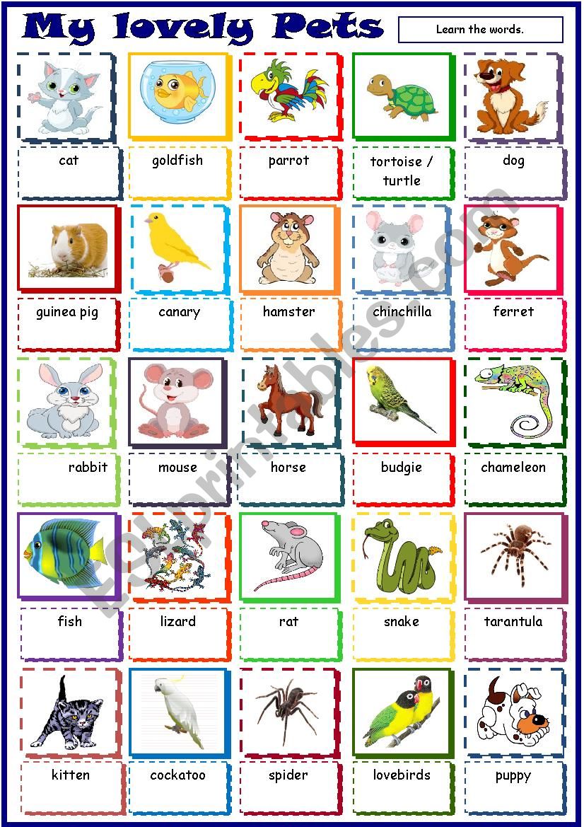 My lovely Pets * Pictionary worksheet
