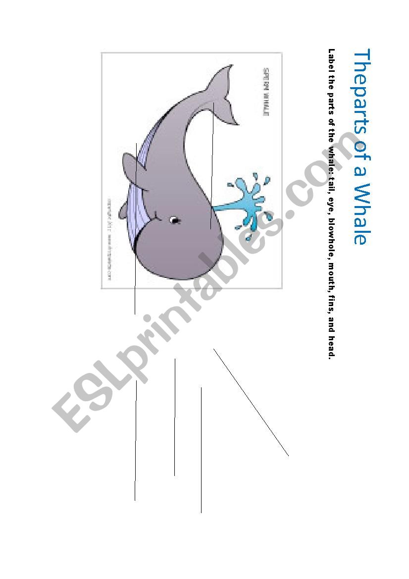 the parts of a whale worksheet