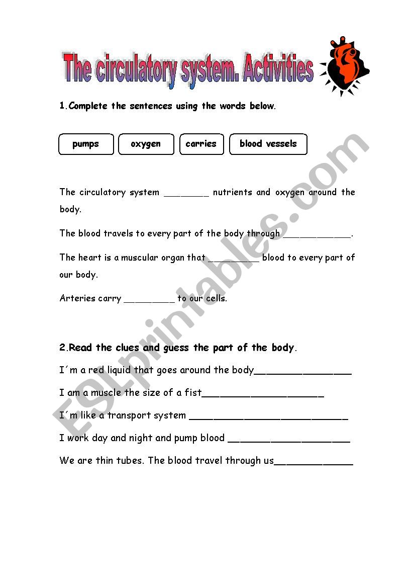 the-circulatory-system-esl-worksheet-by-sandramarcos