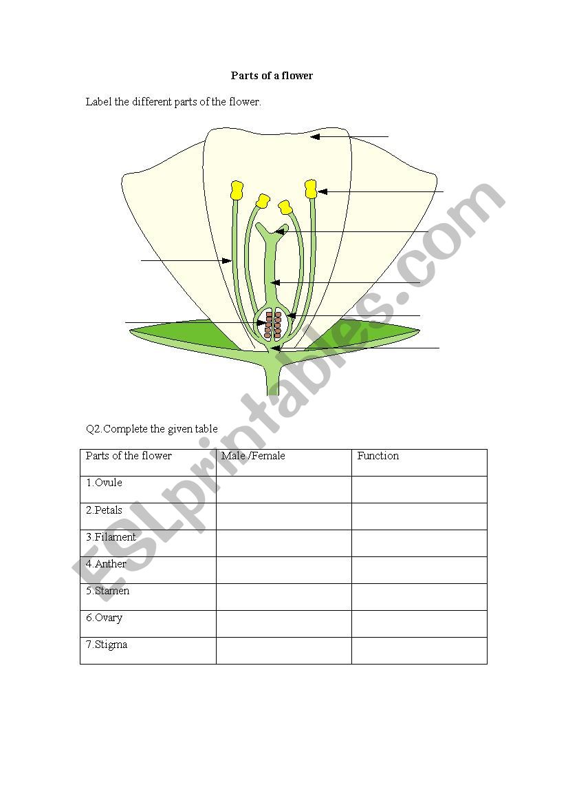 Parts of a Flower worksheet