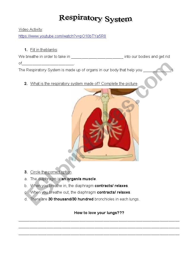 The Respiratory System Video Activity