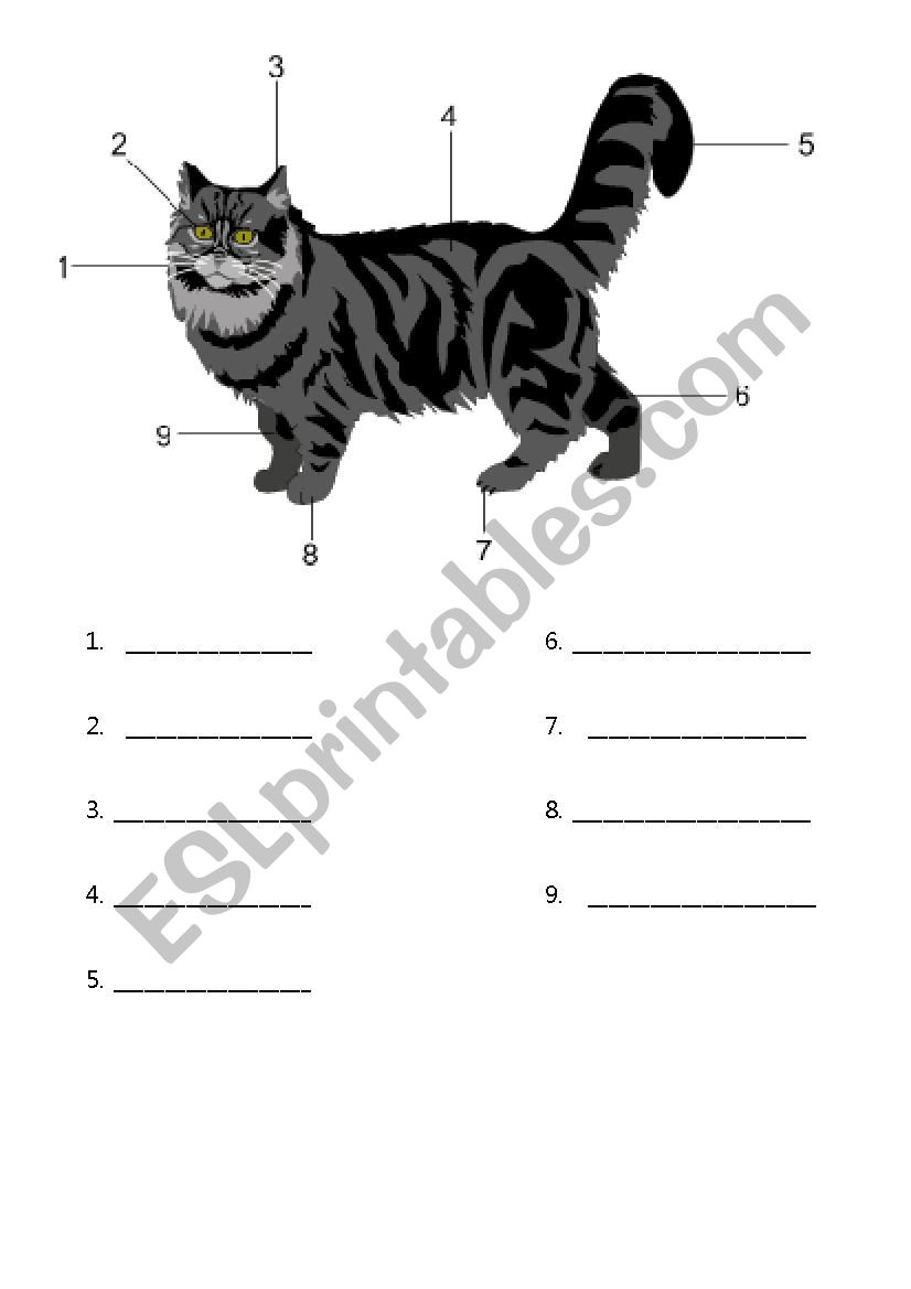 Cats and Adjectives worksheet