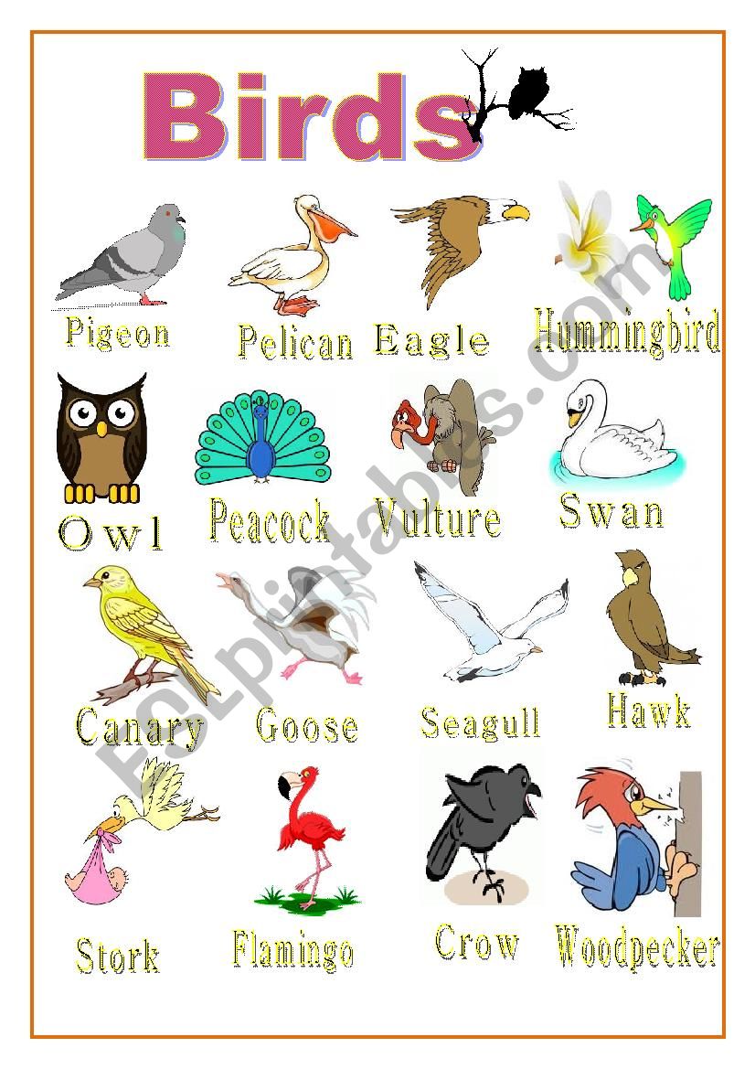 POSTER - BIRDS worksheet