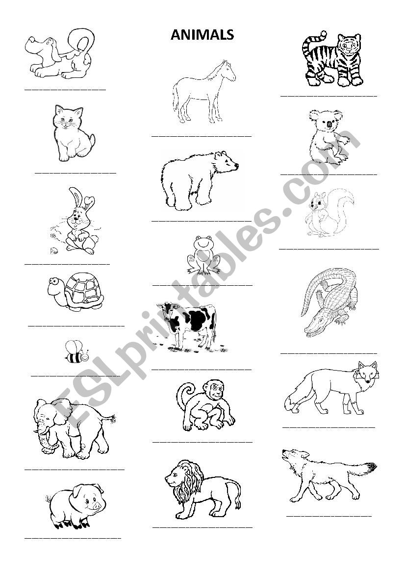 Animals worksheet