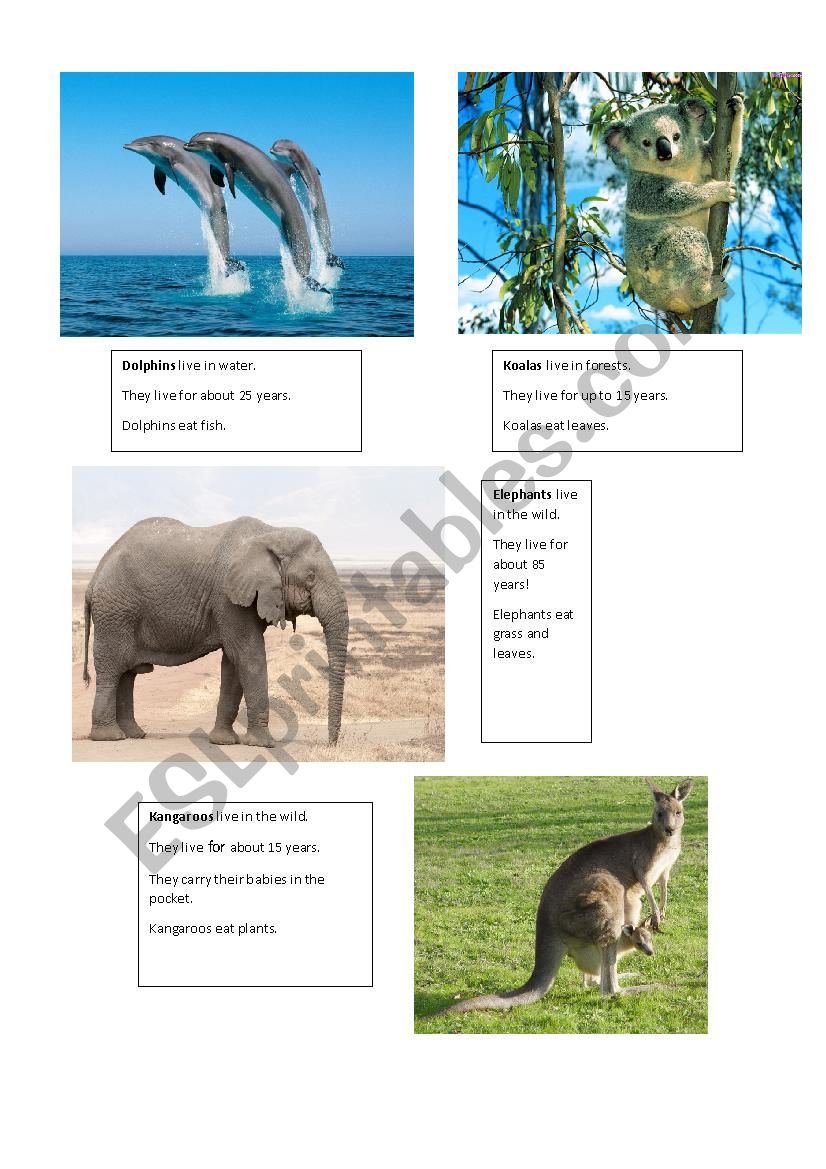 Animals worksheet