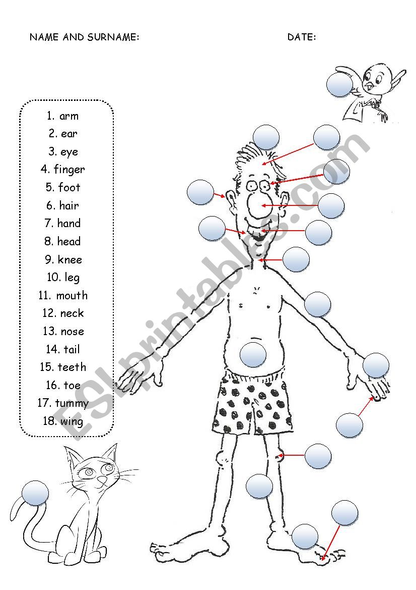 Body - matching worksheet