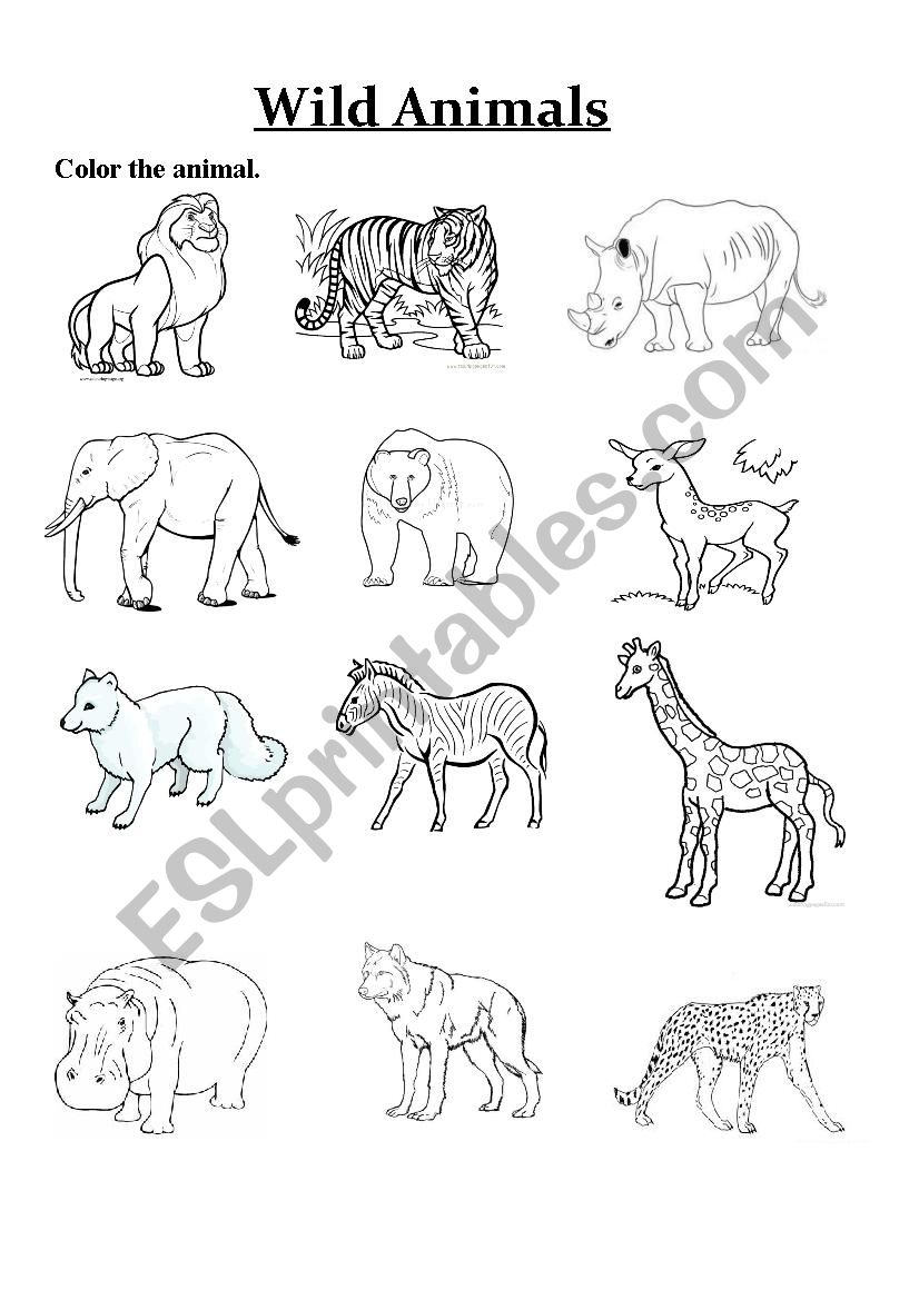 Animal worksheet worksheet
