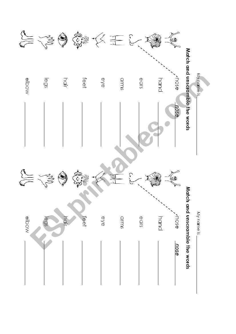 parts of the body worksheet