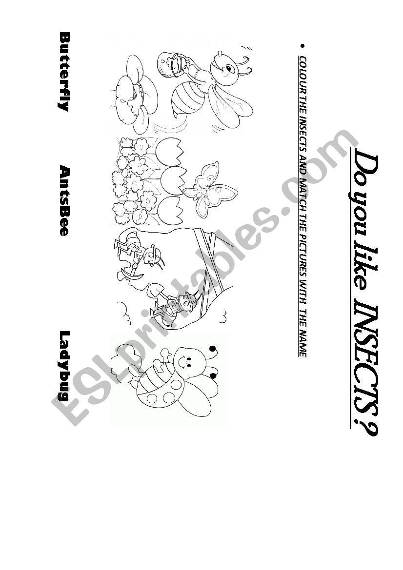 Do you like  INSECTS ?  worksheet