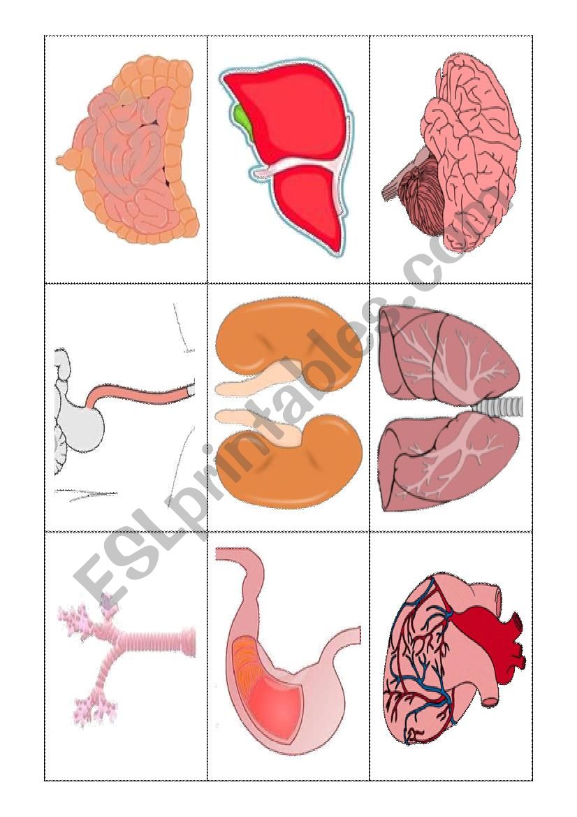 Body internal parts  worksheet