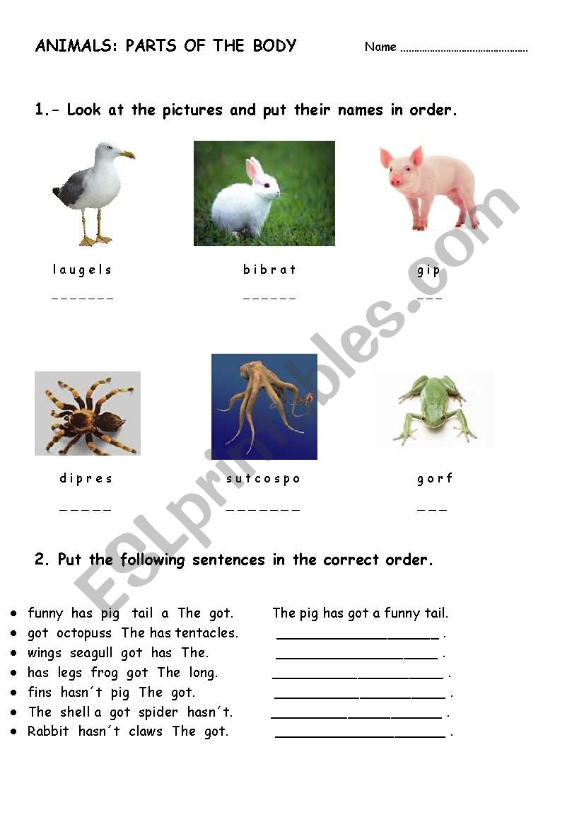 Animals worksheet worksheet