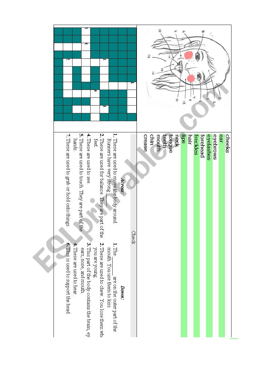 Parts of the body worksheet