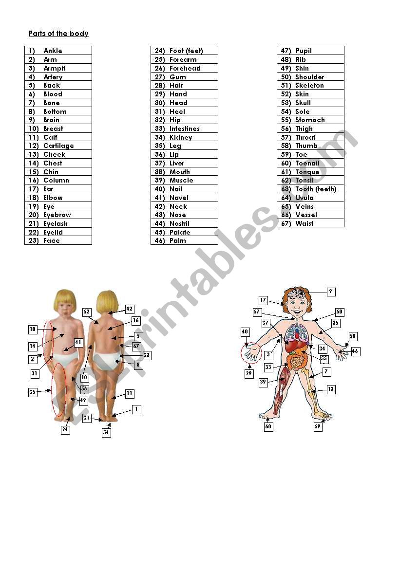Parts of the body - 1 of 3 worksheet
