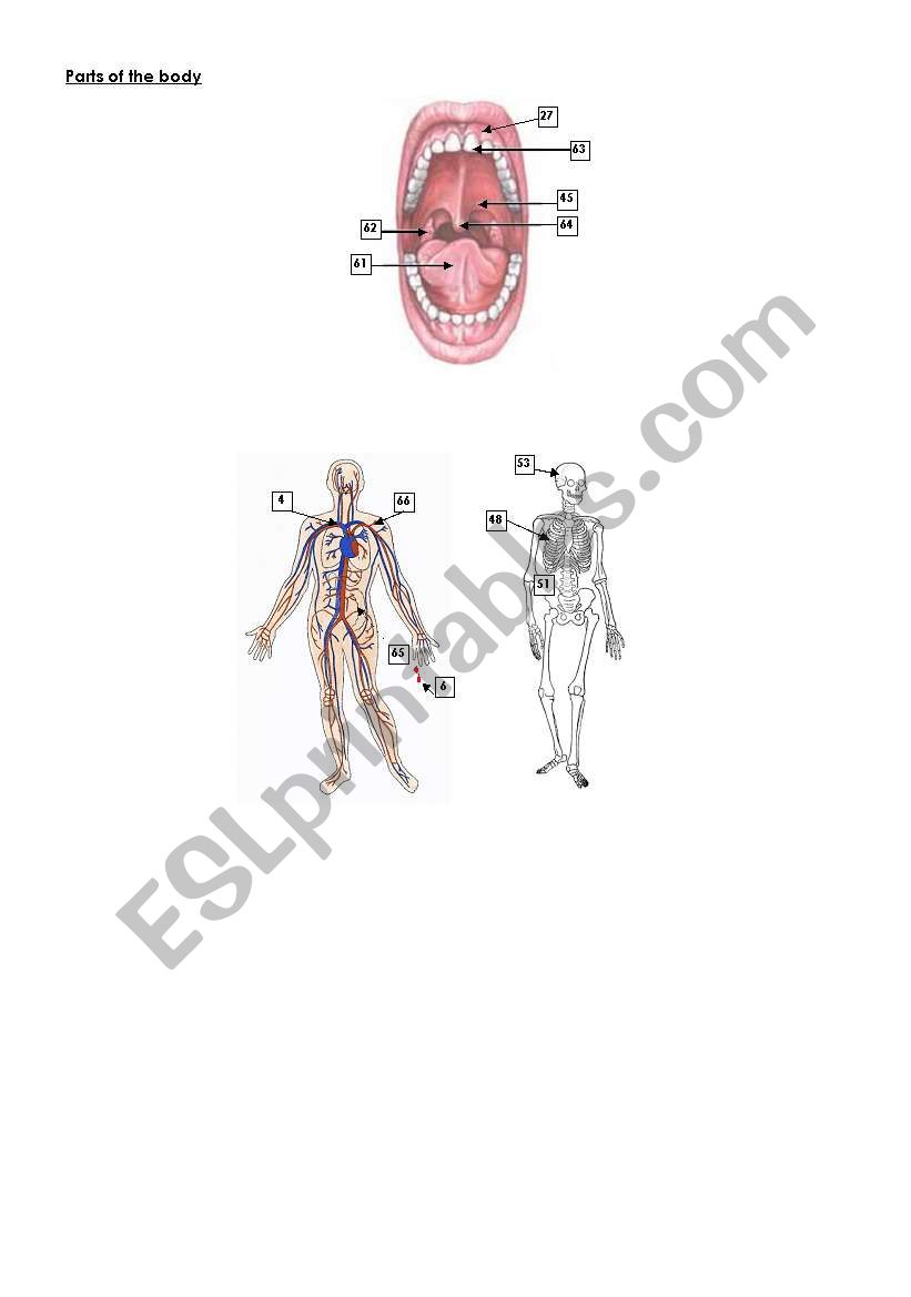 Parts of the Body - 2 of 3 worksheet