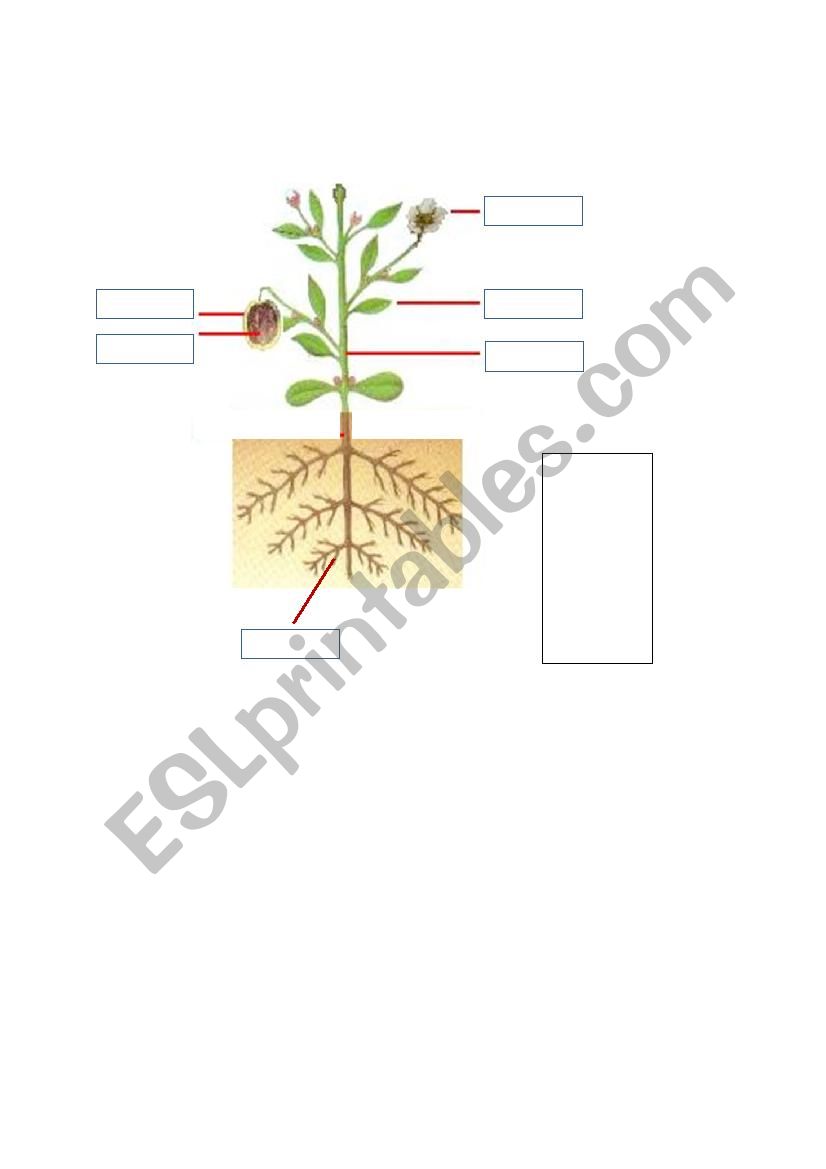 Parts of the plants worksheet