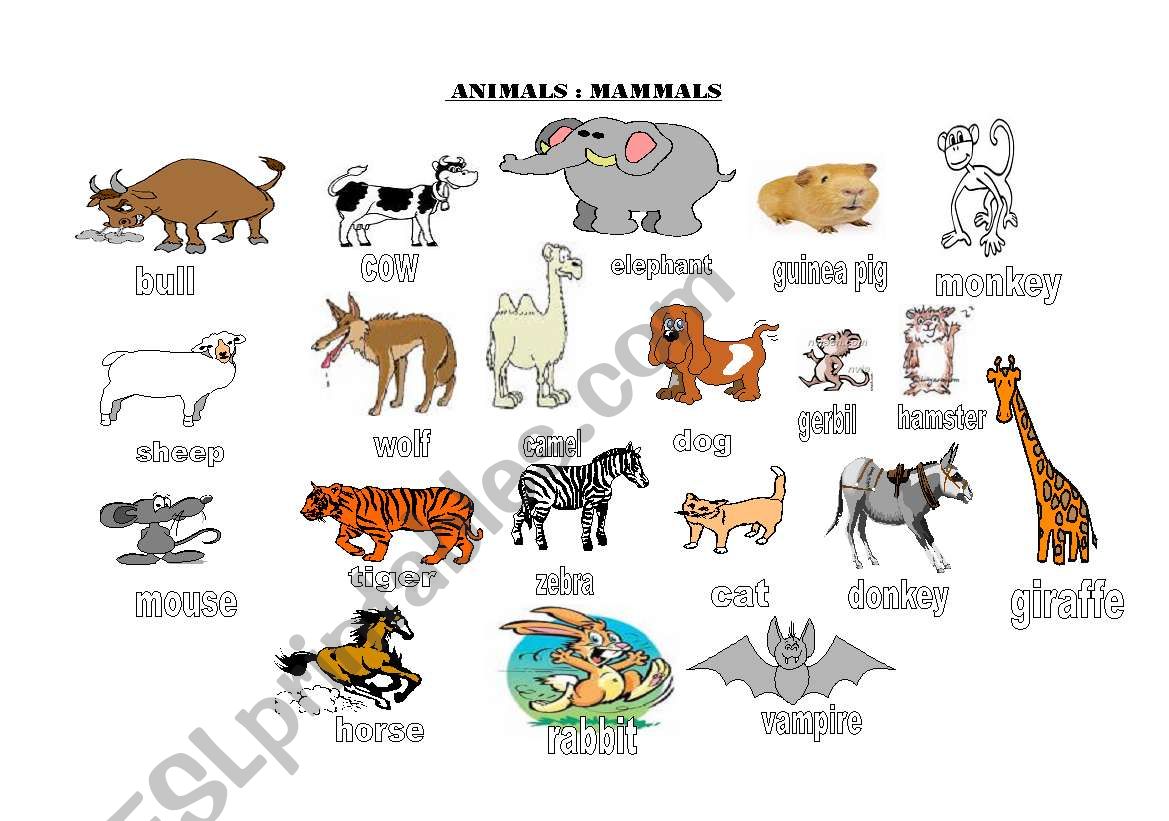 Animals Groups - ESL worksheet by sweetgirlkarina27