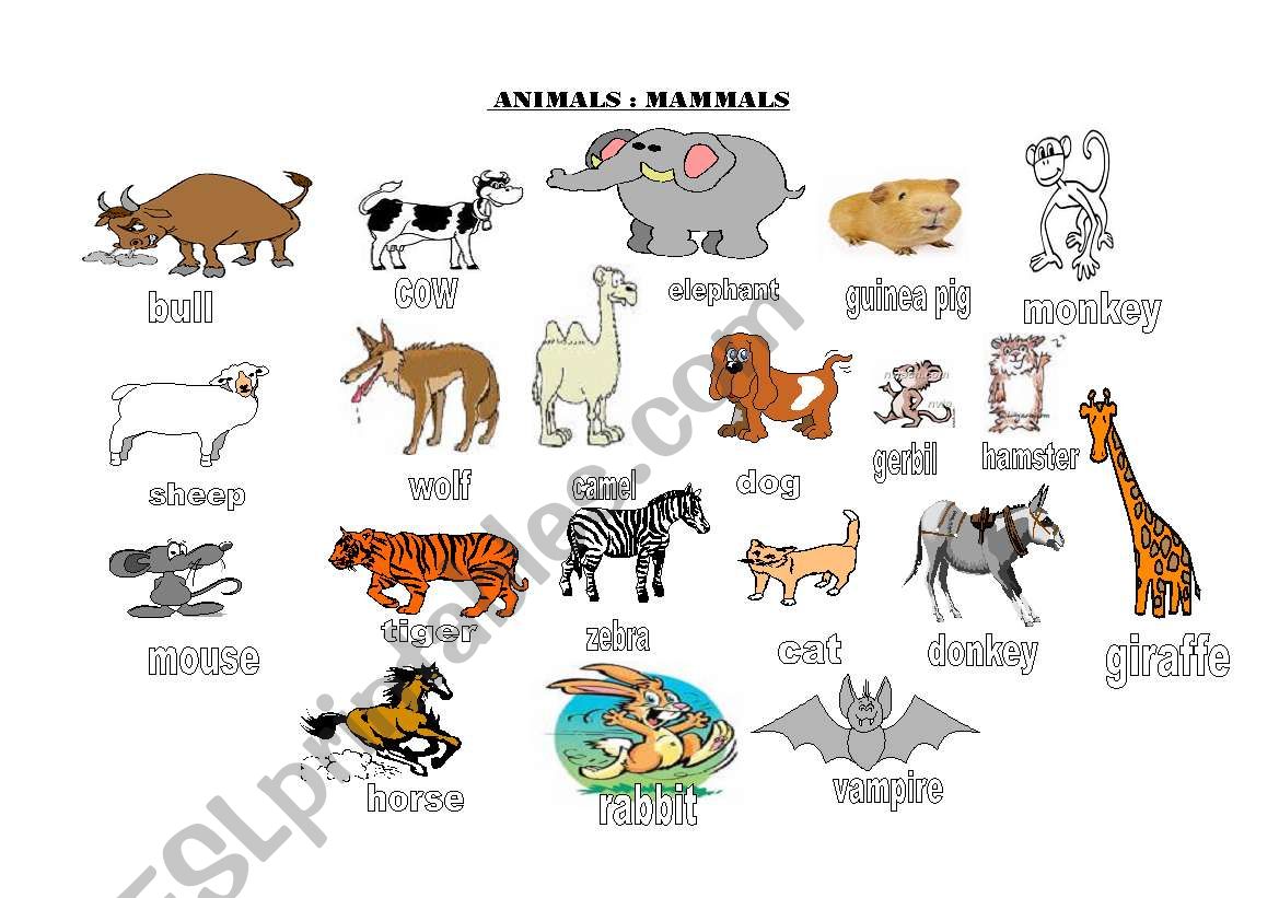 Animals Groups worksheet