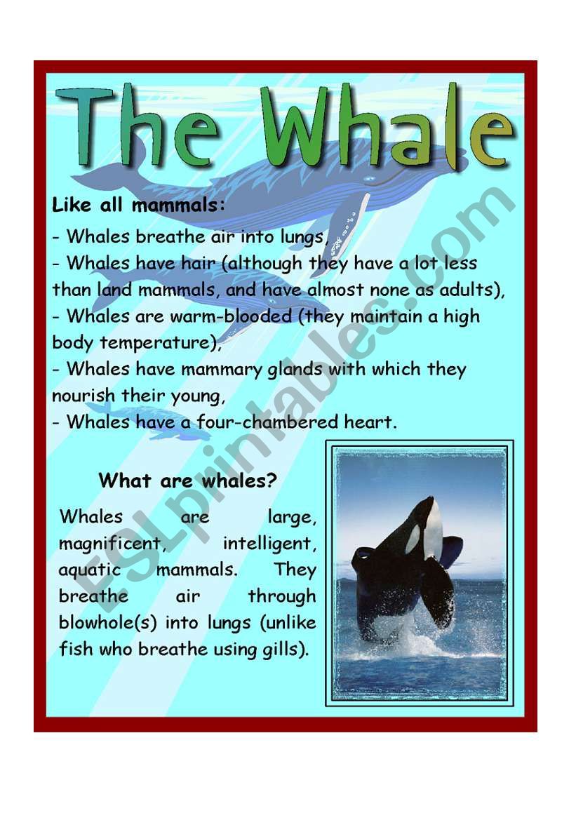 The Whale worksheet