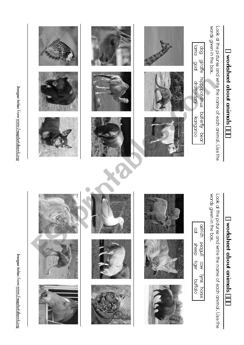 A worksheet about animals worksheet