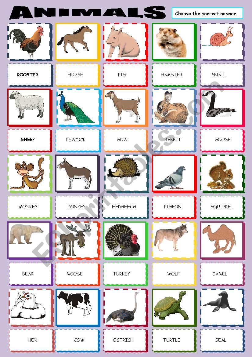 ANIMALS PICTIONARY worksheet