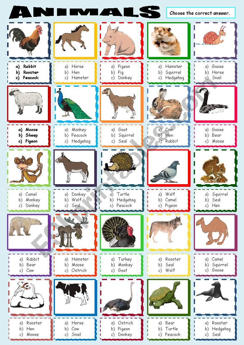 ANIMALS MULTIPLE CHOICE worksheet
