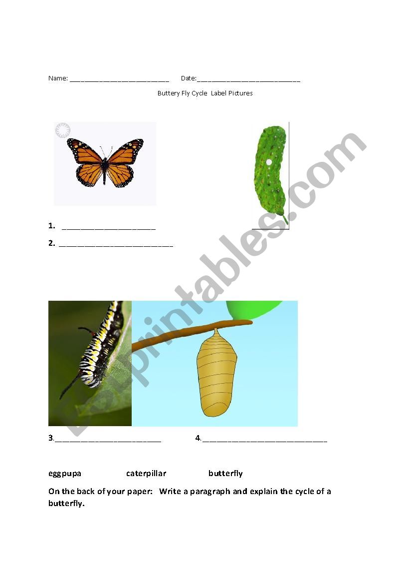 Butterfly Life Cycle Match and Write