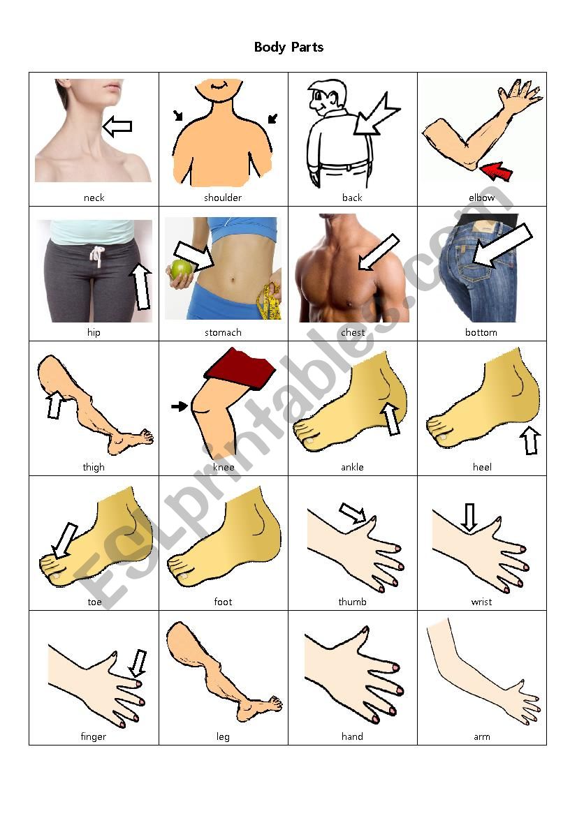 body parts worksheet