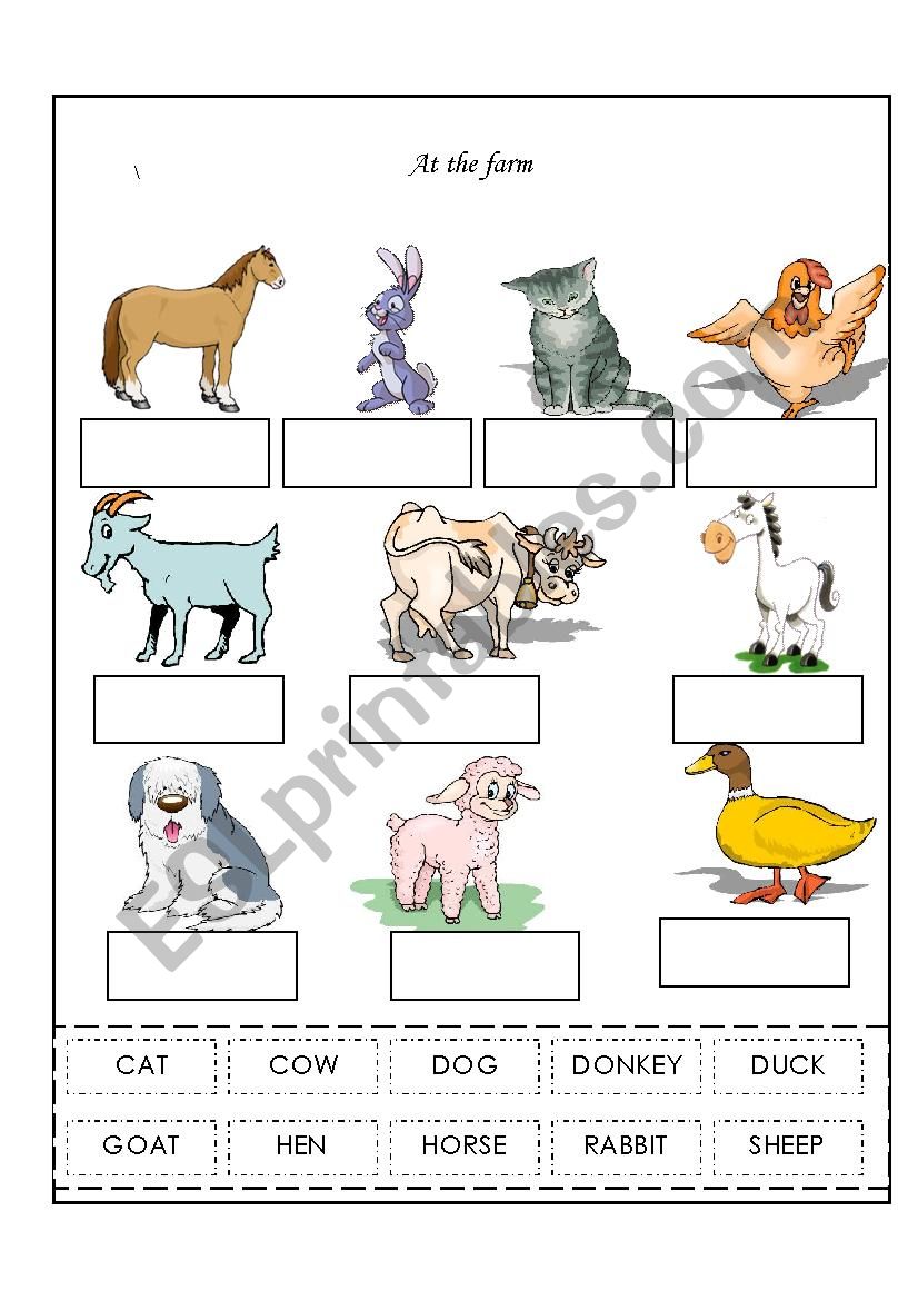 animals worksheet