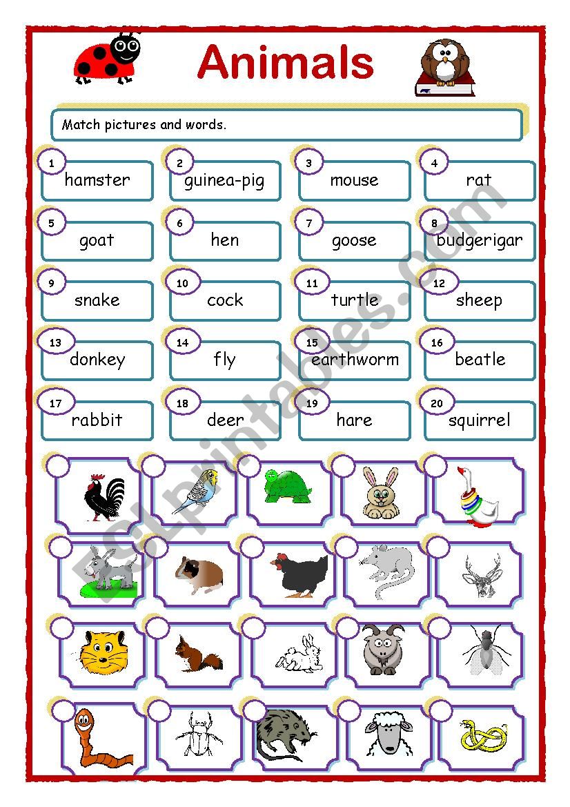 Animals around us - ESL worksheet by matule