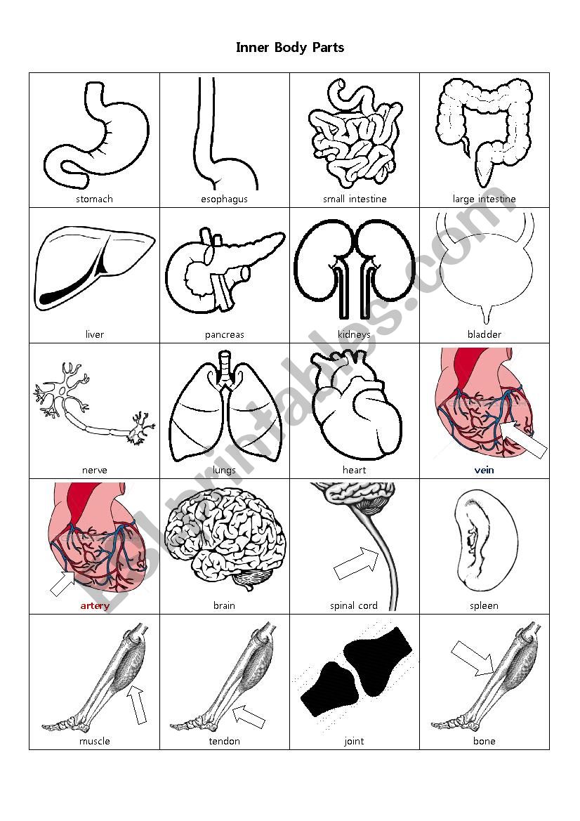 Inner Body Parts worksheet