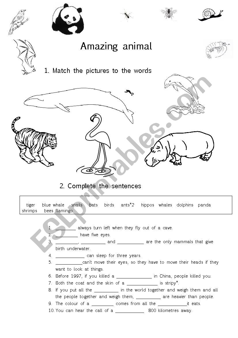 Amazing animal facts worksheet