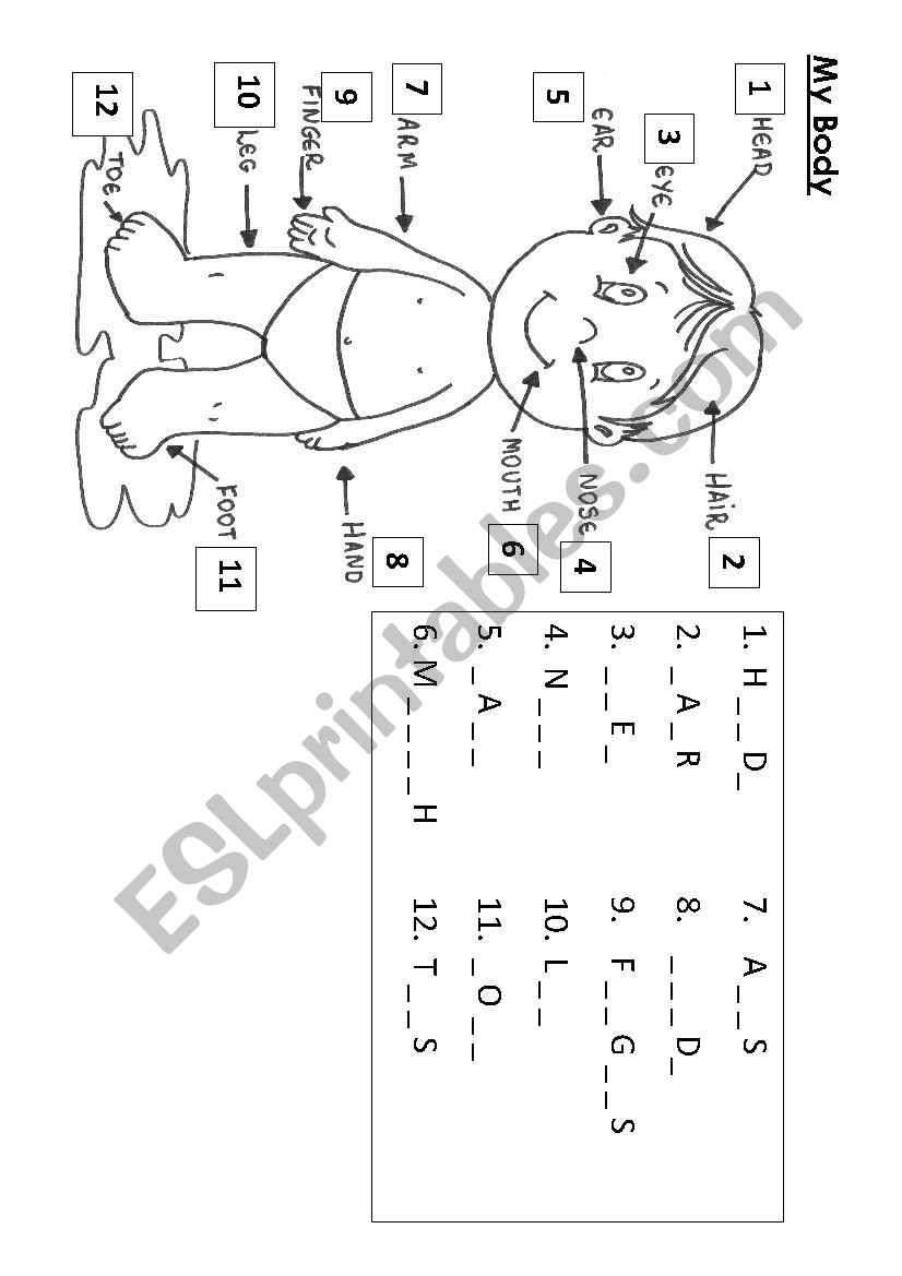 MY BODY worksheet