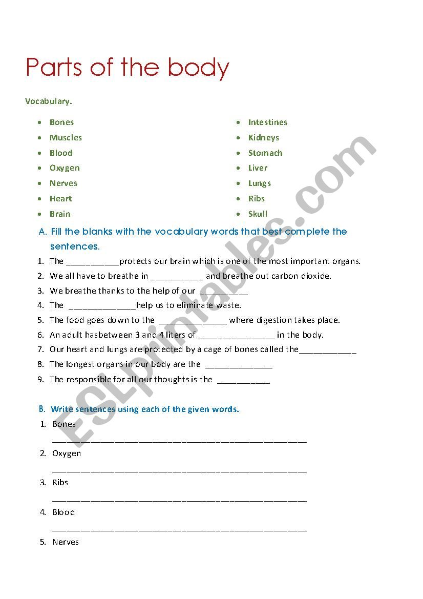 parts of the body worksheet