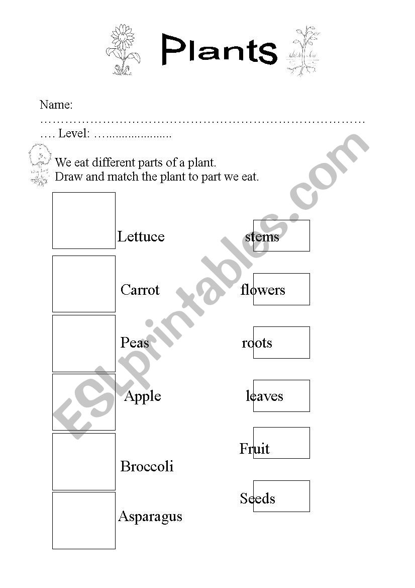 Plants 2 worksheet