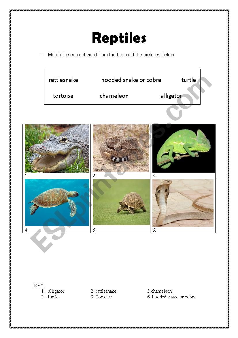 REPTILES worksheet