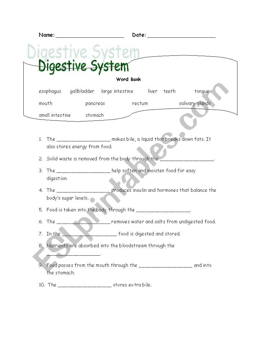 Digestive System Worksheet worksheet